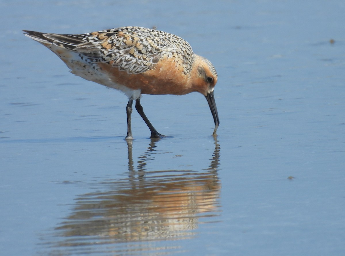 Red Knot - ML619390039
