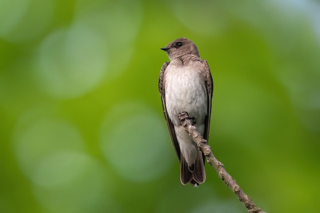 Northern Rough-winged Swallow