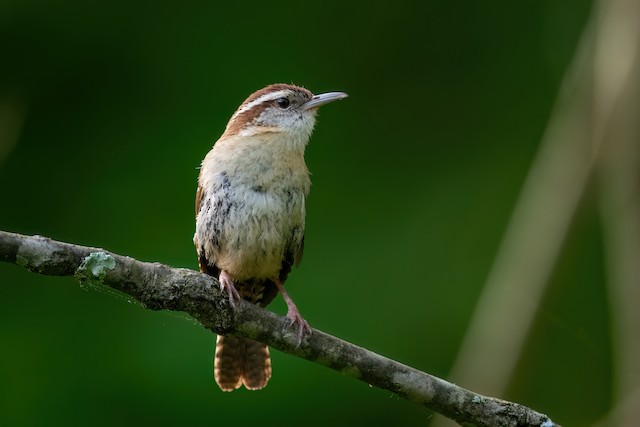 Carolina Wren