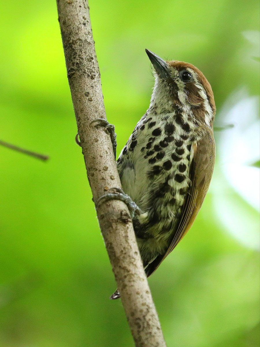 Speckled Piculet - ML619390066