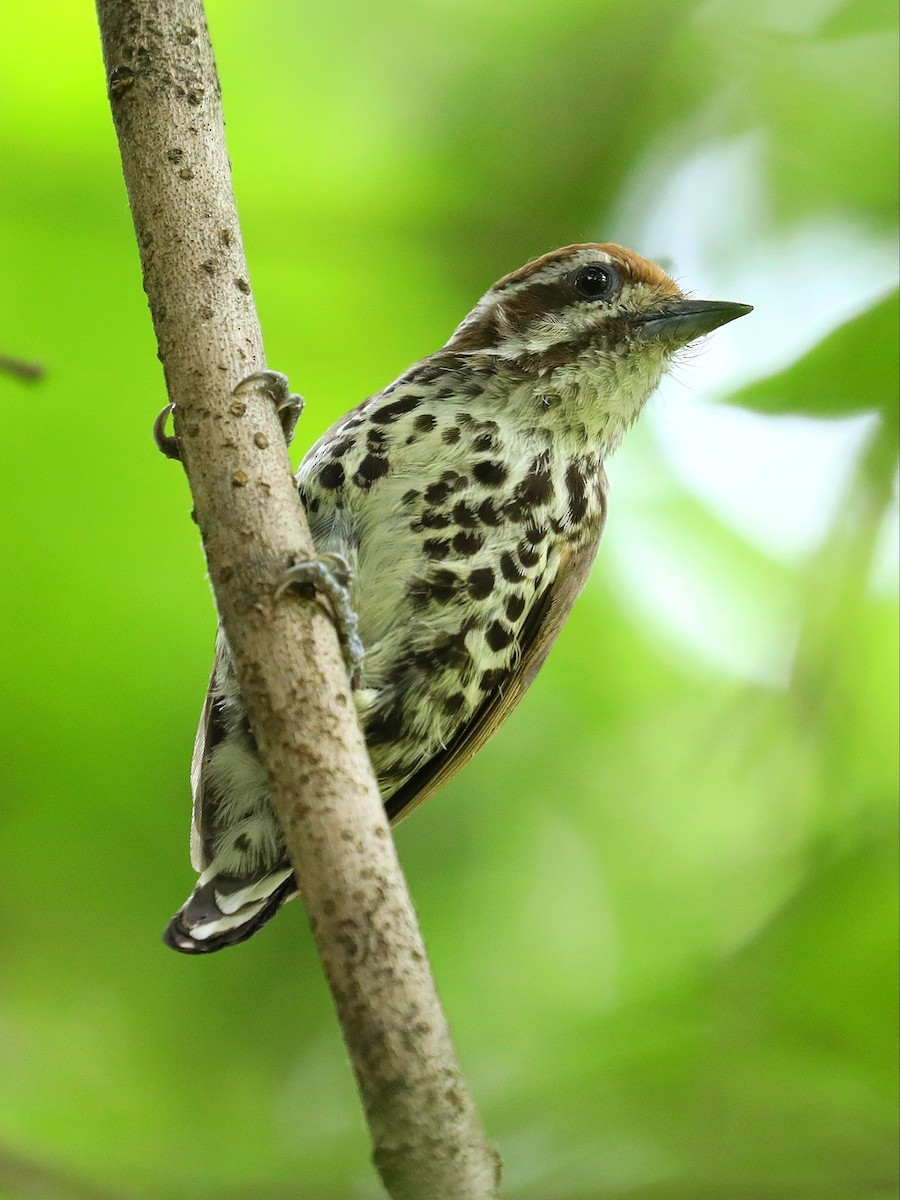 Speckled Piculet - ML619390067