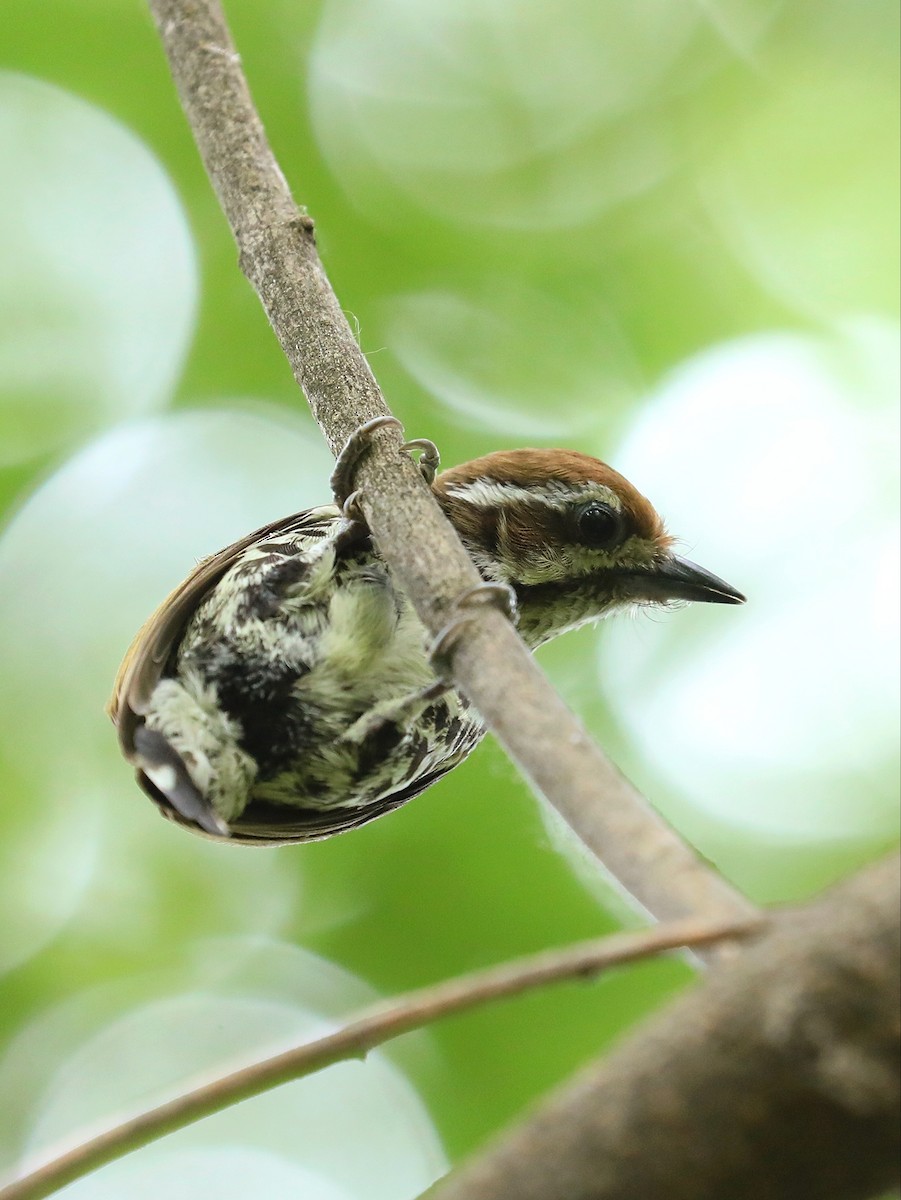 Speckled Piculet - ML619390068