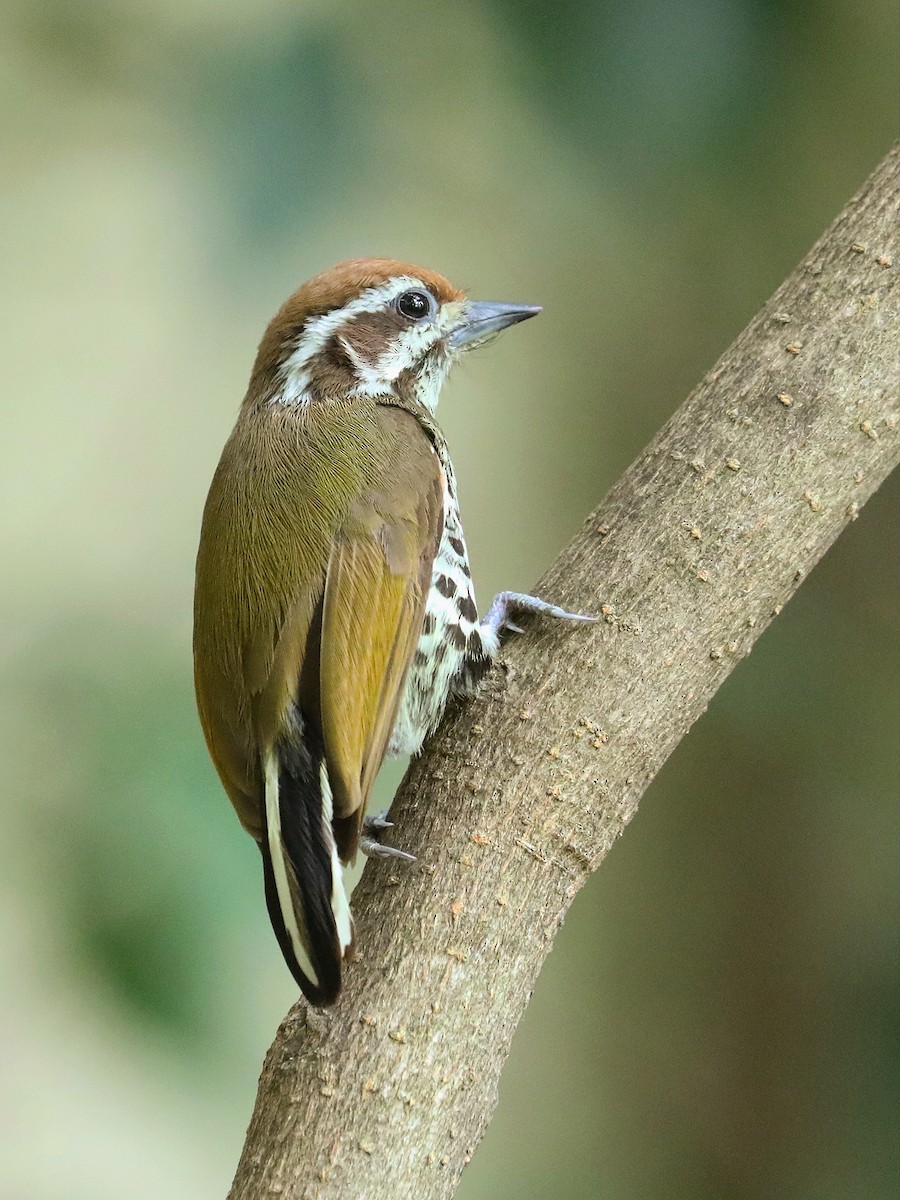Speckled Piculet - ML619390069