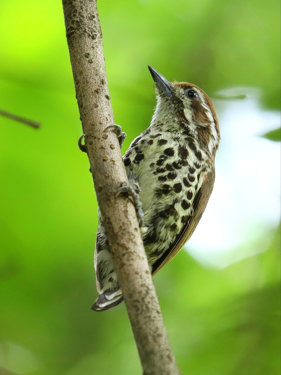 Speckled Piculet - ML619390070