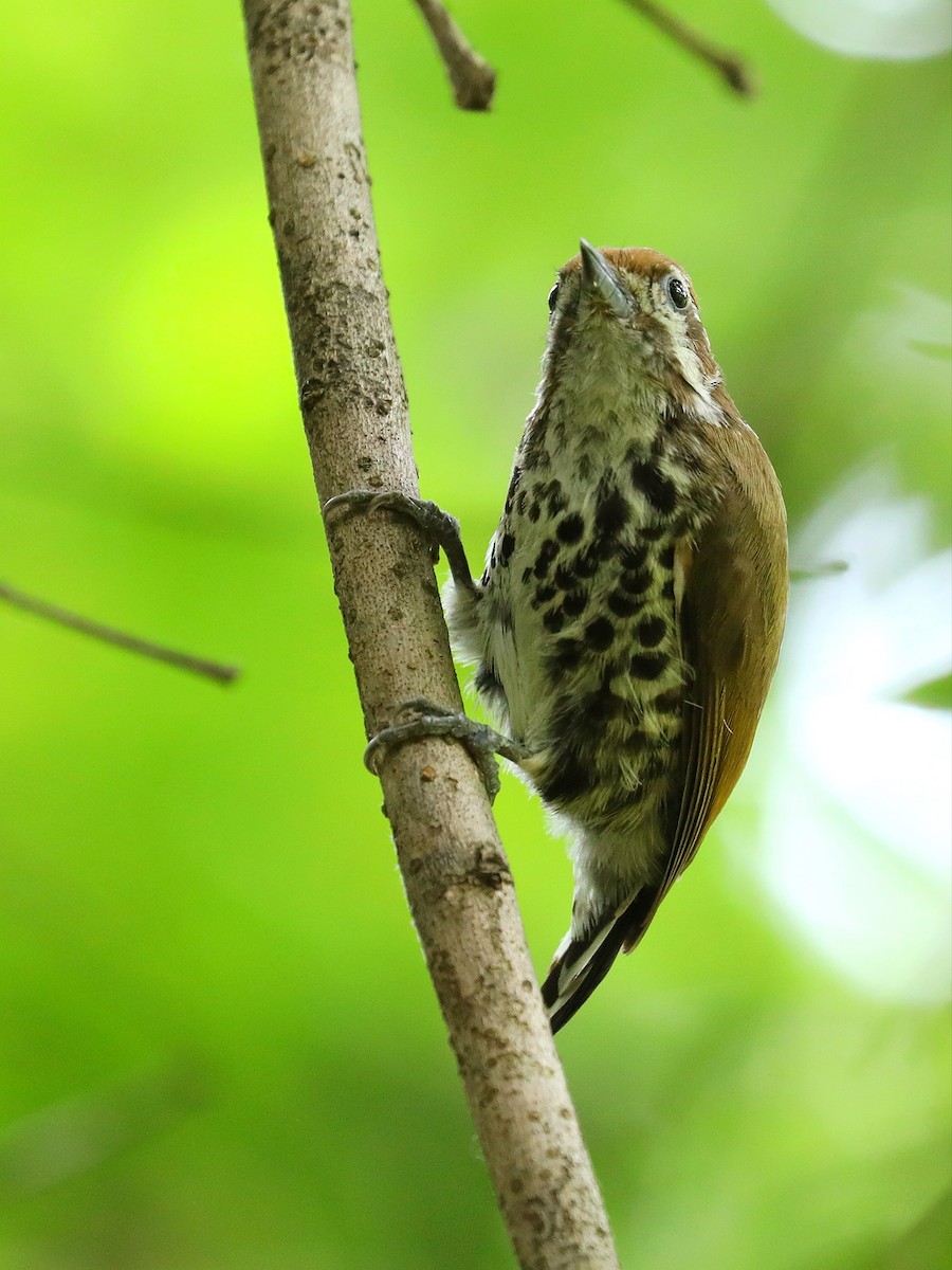 Speckled Piculet - ML619390071