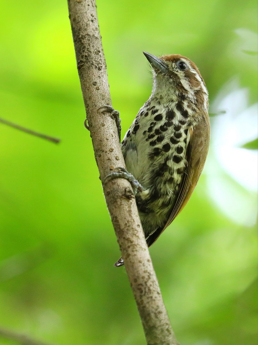 Speckled Piculet - ML619390072