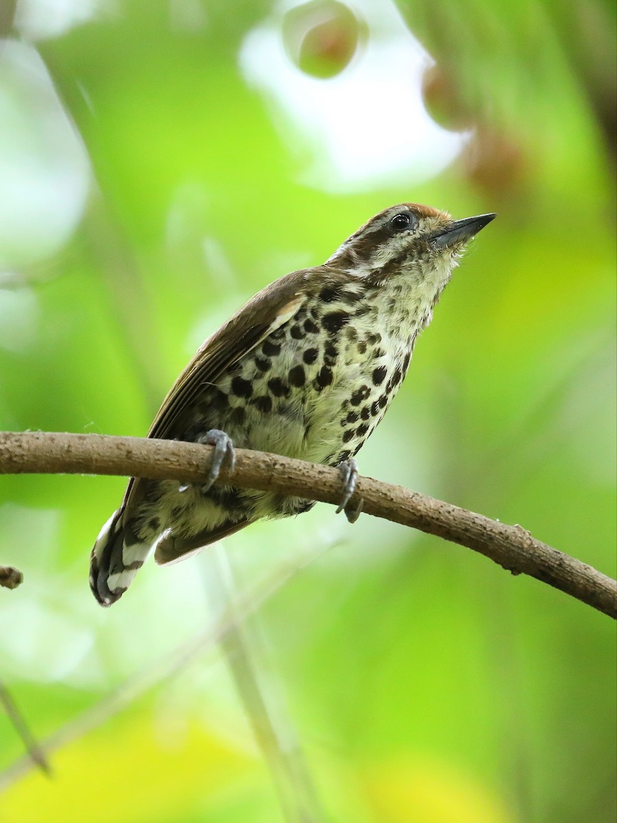 Speckled Piculet - ML619390073
