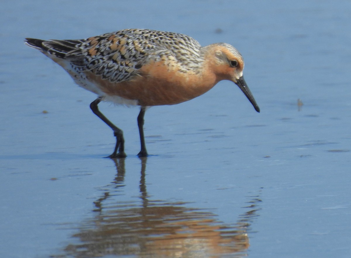 Red Knot - ML619390075