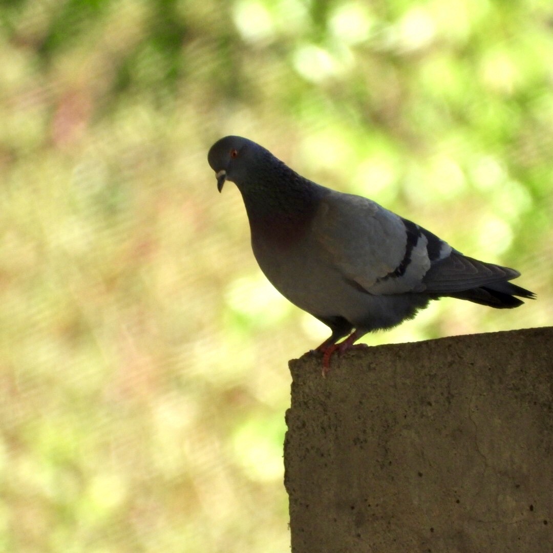Сизый голубь (Одомашненного типа) - ML619390149