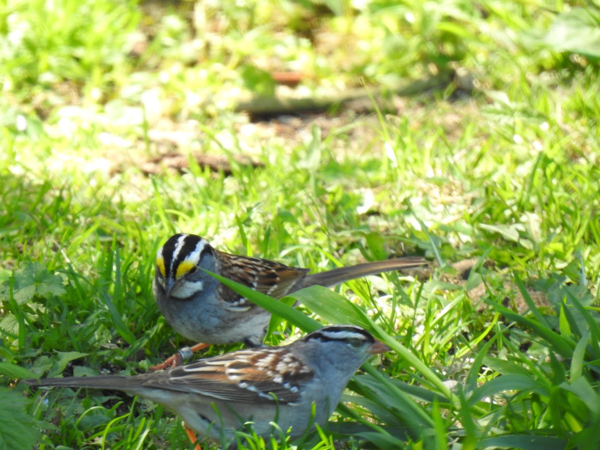 White-throated Sparrow - ML619390158