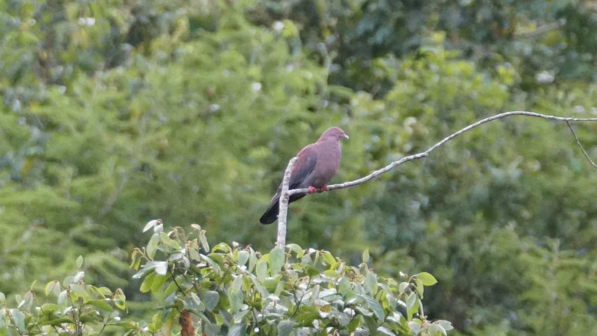 Peruvian Pigeon - ML619390173