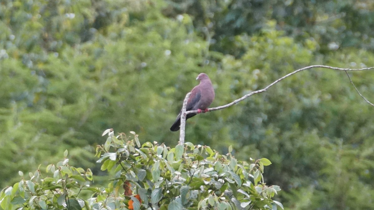 Peruvian Pigeon - ML619390174