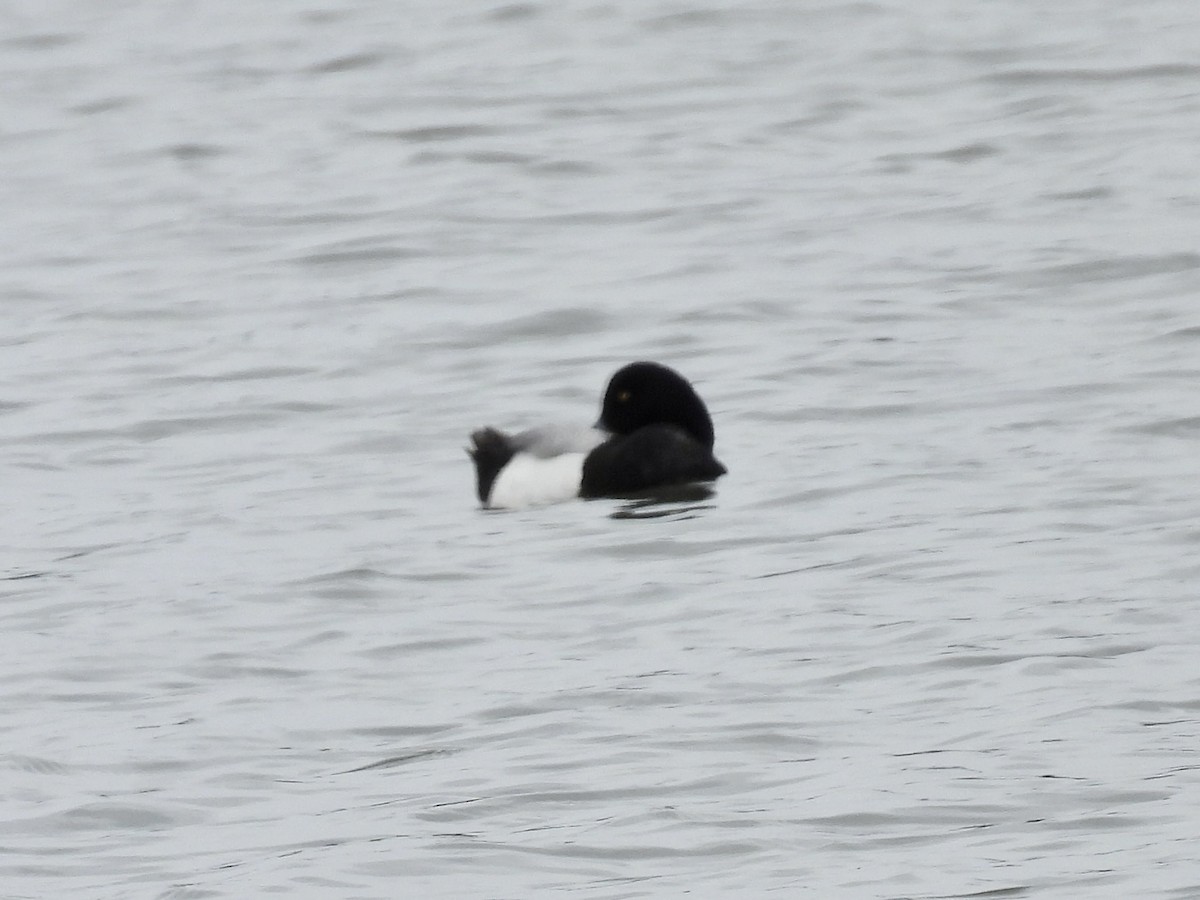 Greater Scaup - ML619390217