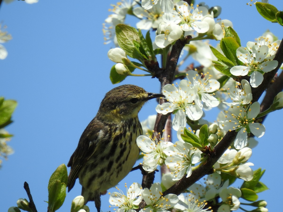 Cape May Warbler - ML619390222