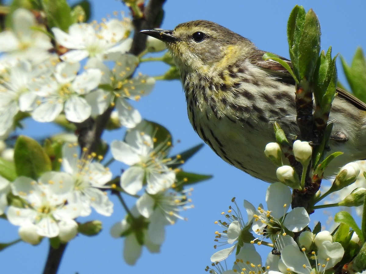 Cape May Warbler - ML619390226