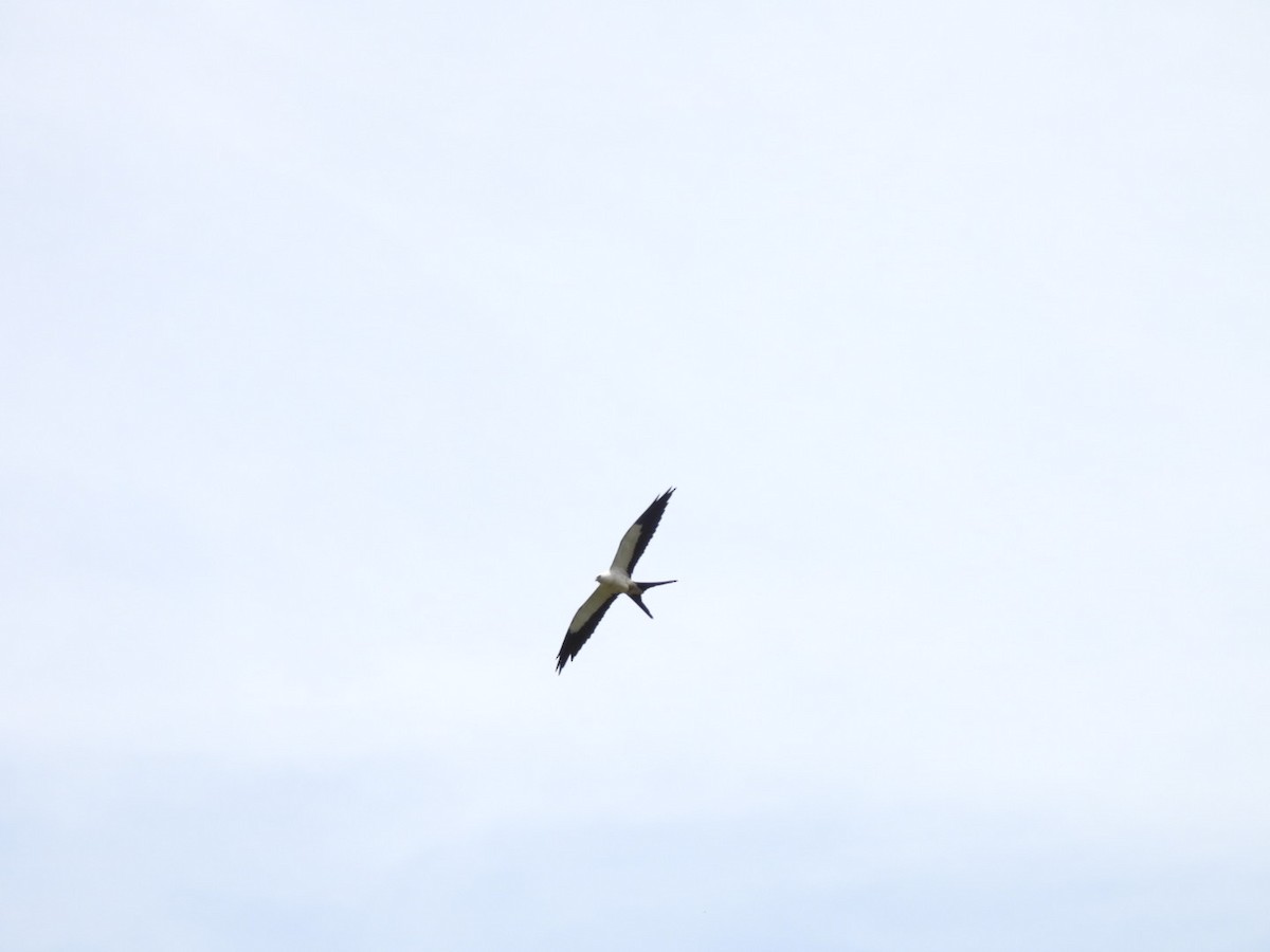 Swallow-tailed Kite - ML619390230