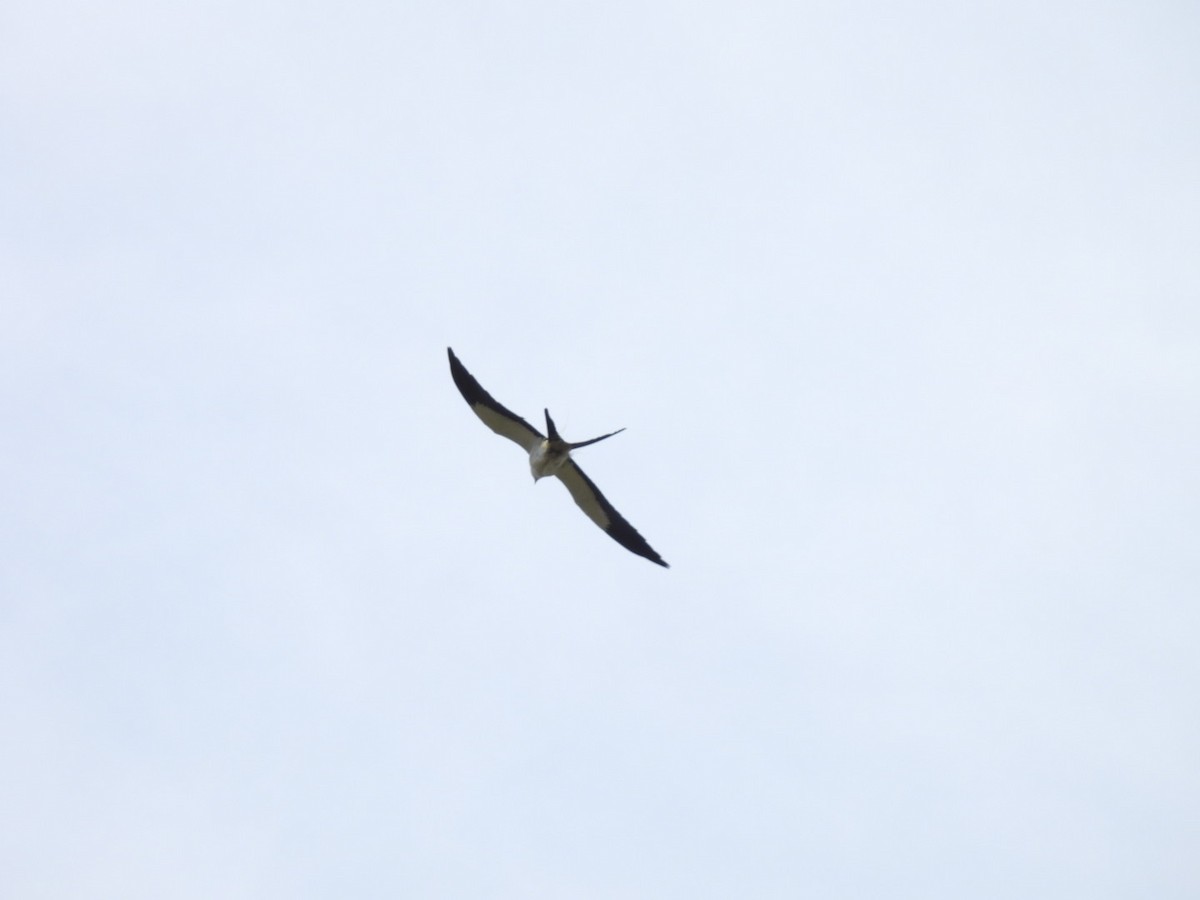 Swallow-tailed Kite - ML619390231
