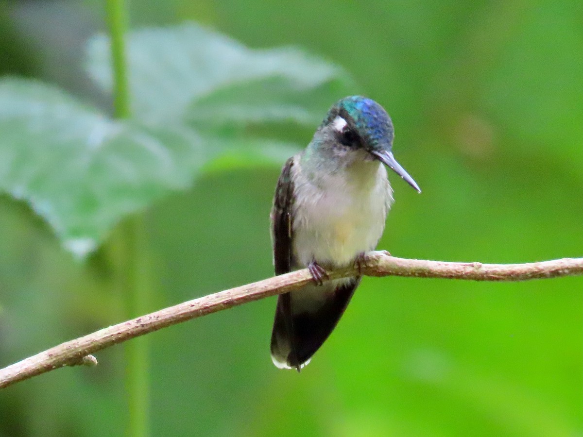 Violet-headed Hummingbird - ML619390299