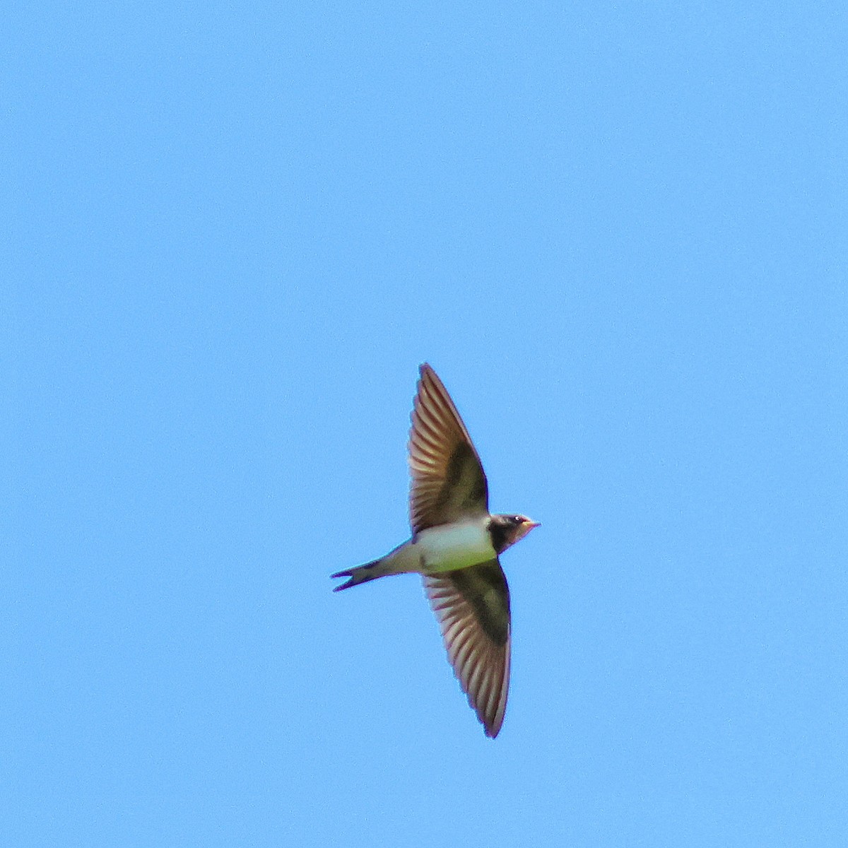 Barn Swallow - ML619390300