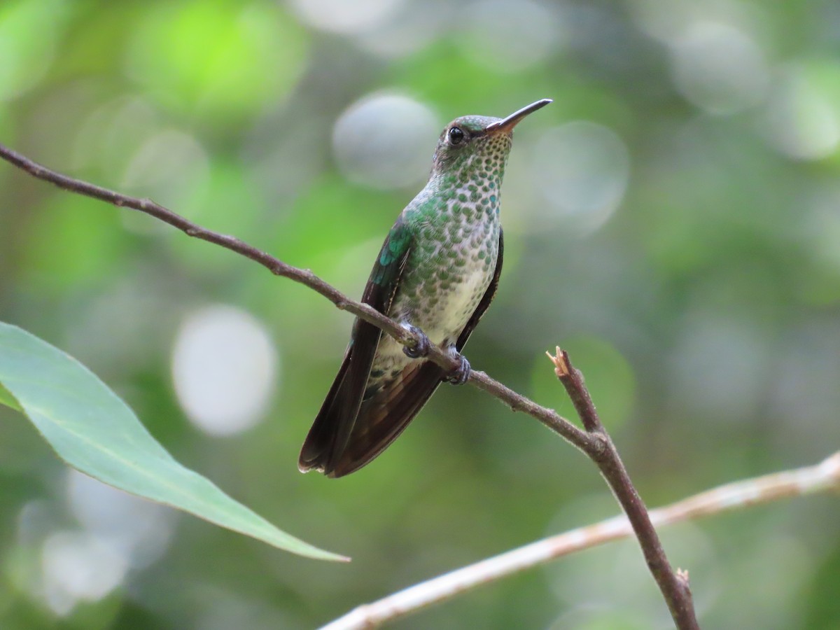Many-spotted Hummingbird - ML619390302