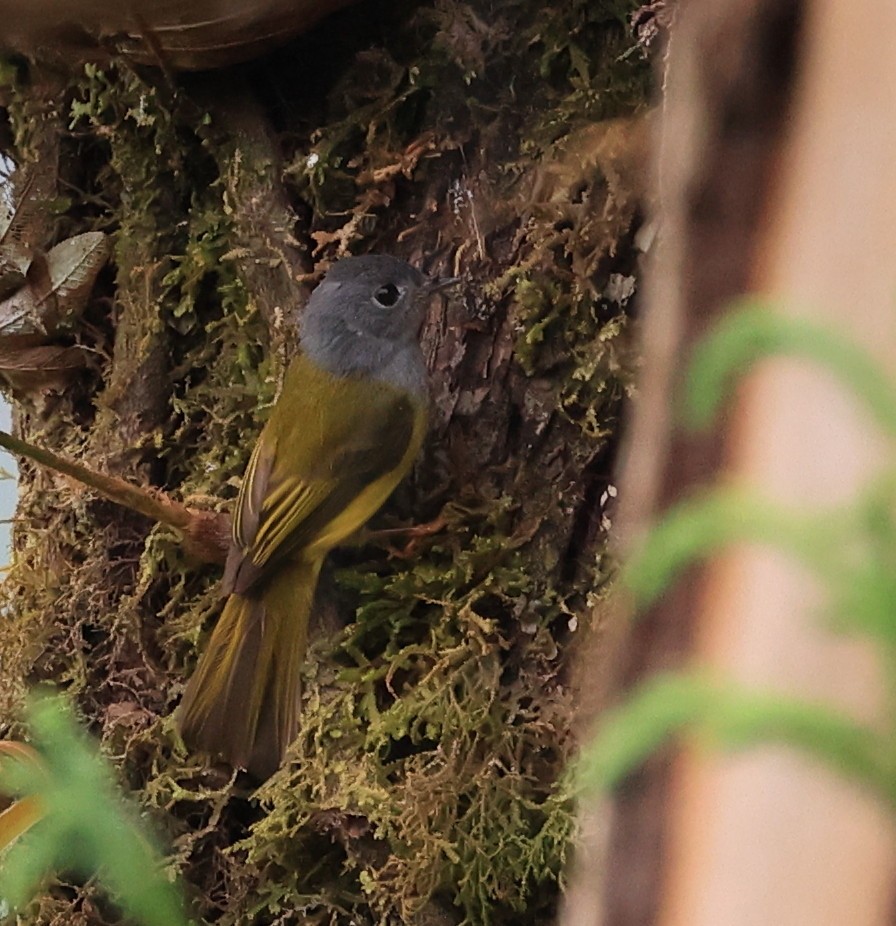 Gray-headed Canary-Flycatcher - ML619390347