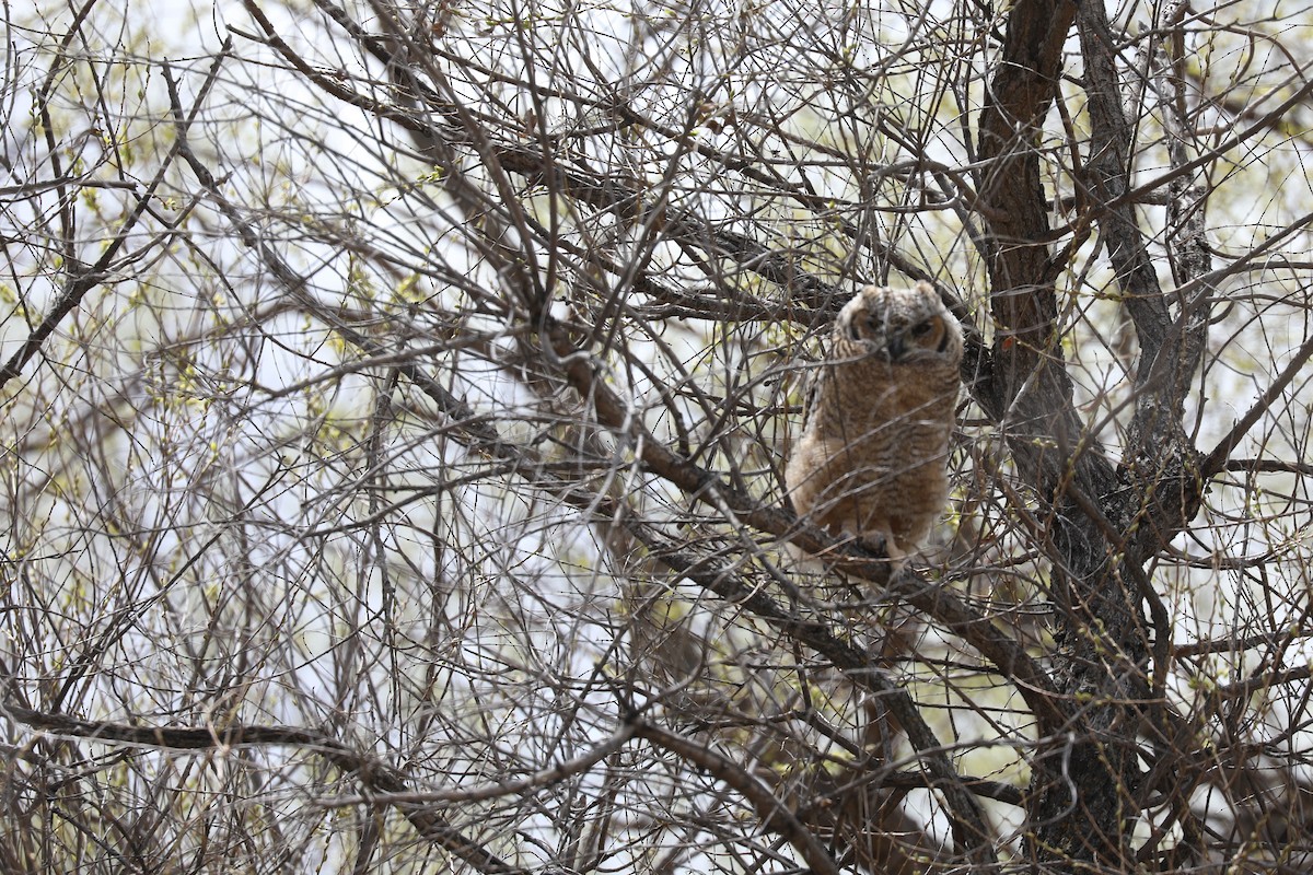 Great Horned Owl - ML619390357