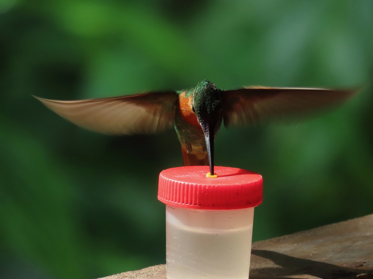 kolibřík nazlátlý - ML619390360