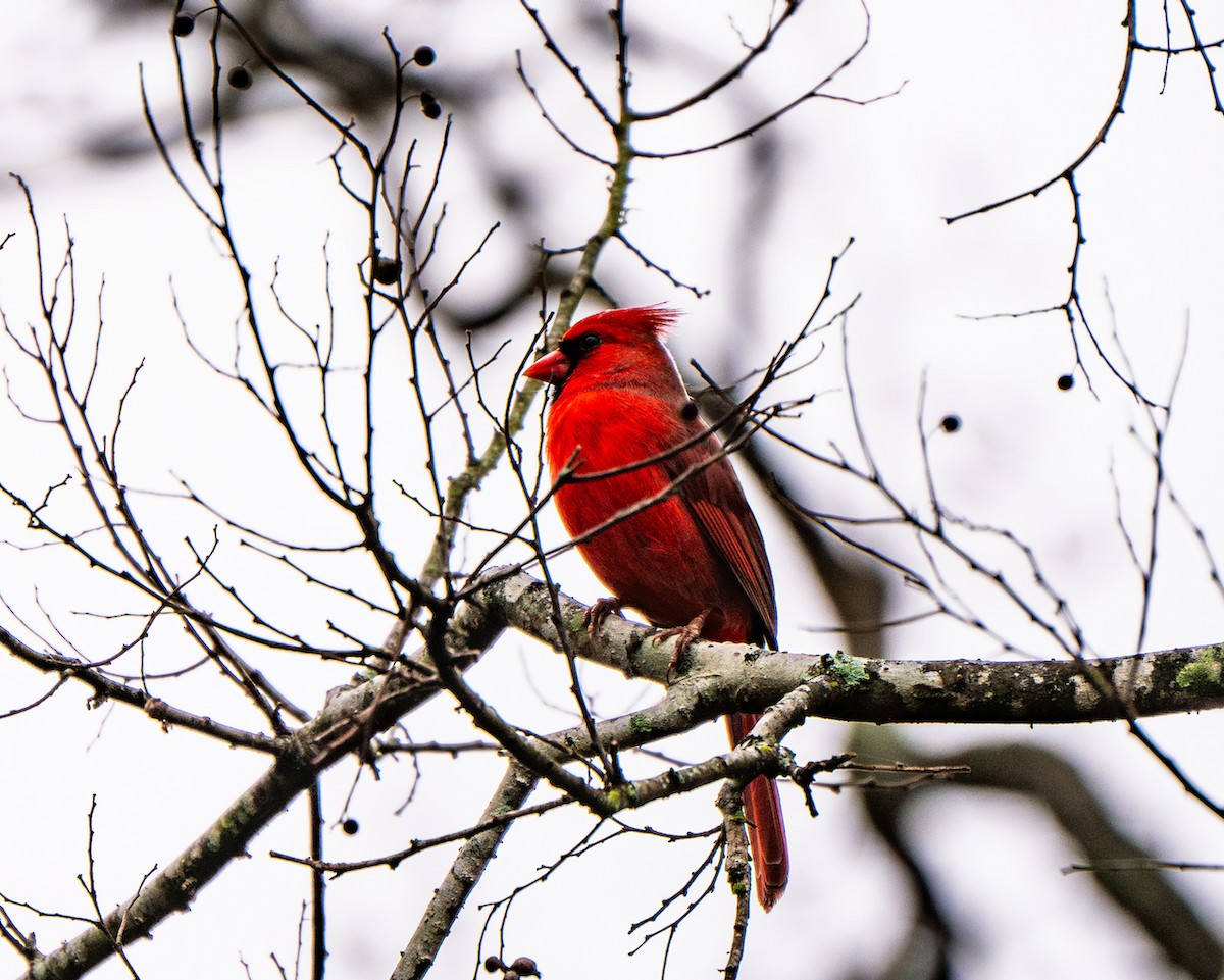 Cardinal rouge - ML619390365
