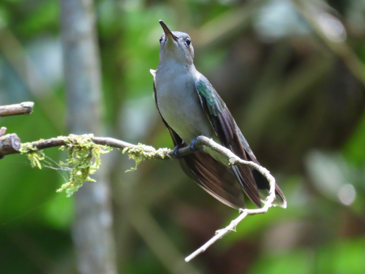 kolibřík šedoprsý - ML619390367