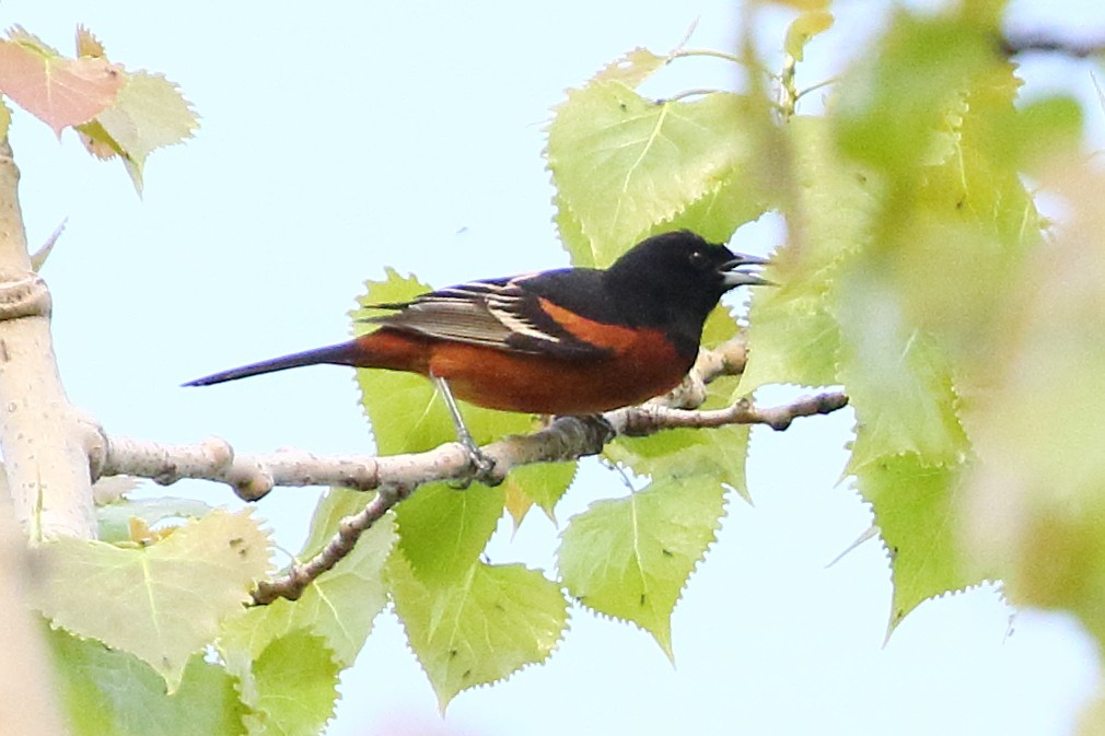 Orchard Oriole - ML619390368