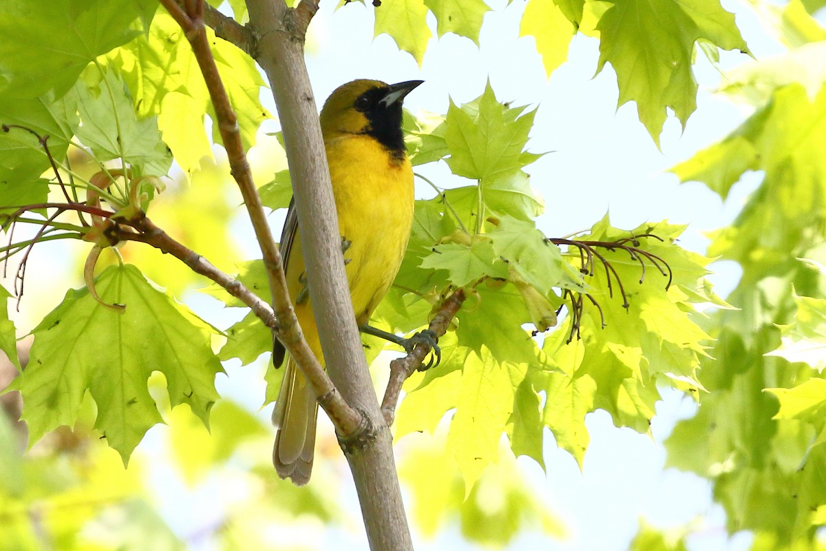 Orchard Oriole - ML619390370