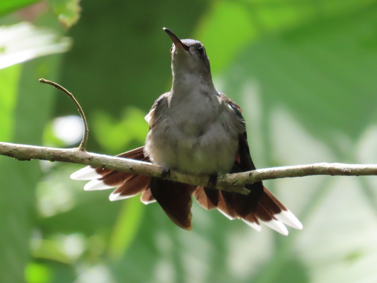 kolibřík šedoprsý - ML619390371