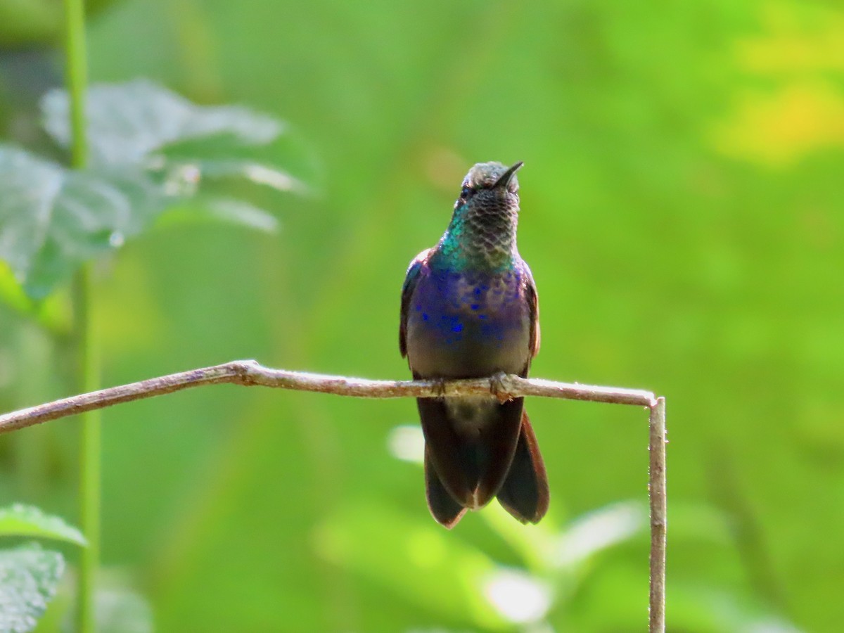 kolibřík nymfový - ML619390375