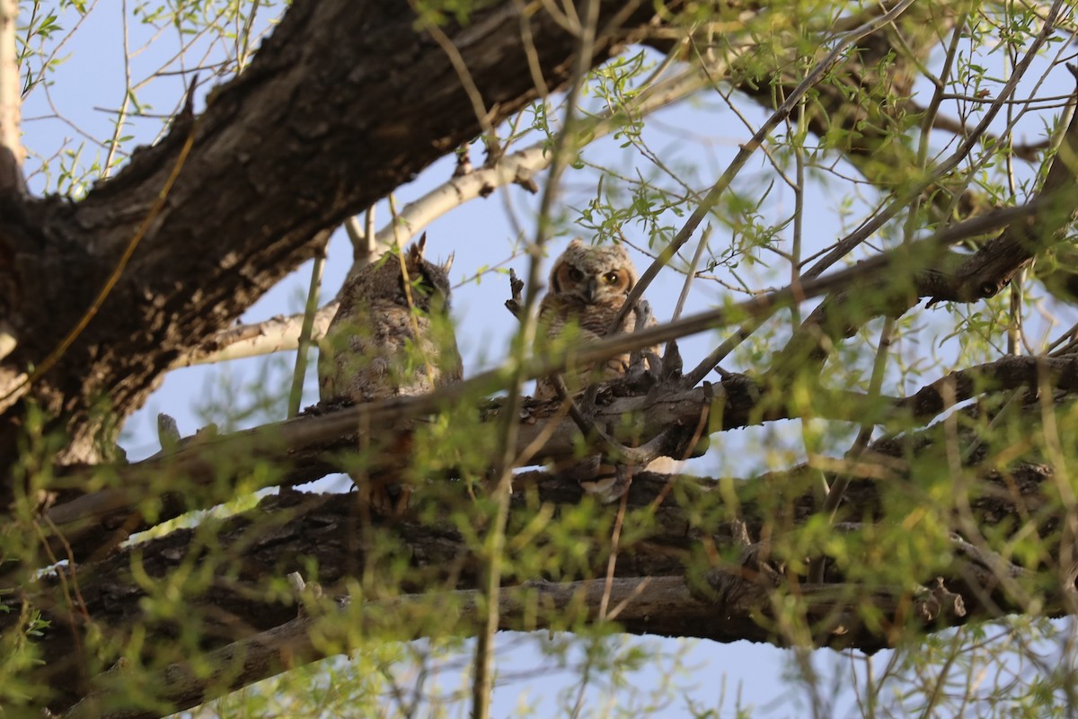 Great Horned Owl - ML619390379
