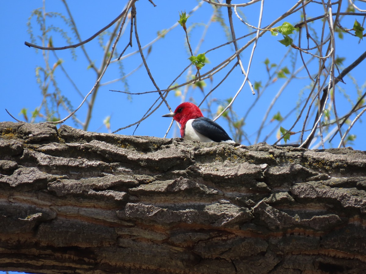 Red-headed Woodpecker - ML619390408
