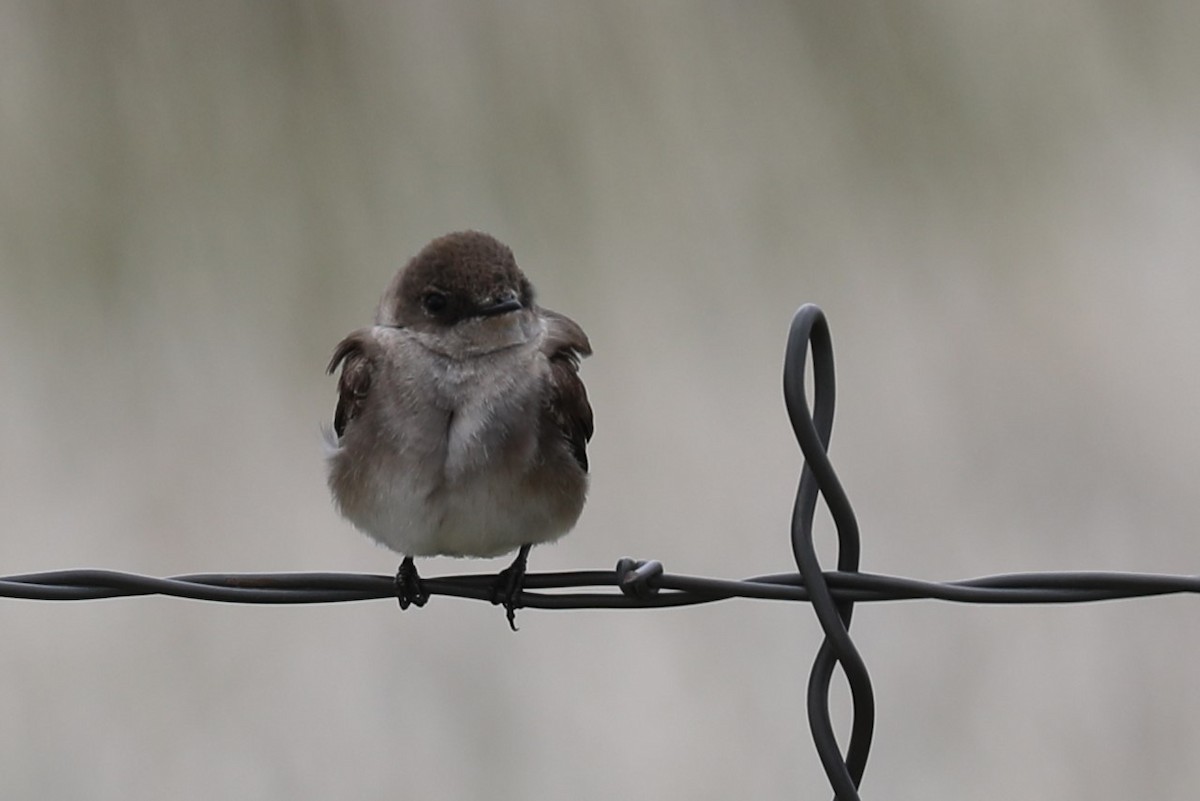 Northern Rough-winged Swallow - ML619390413
