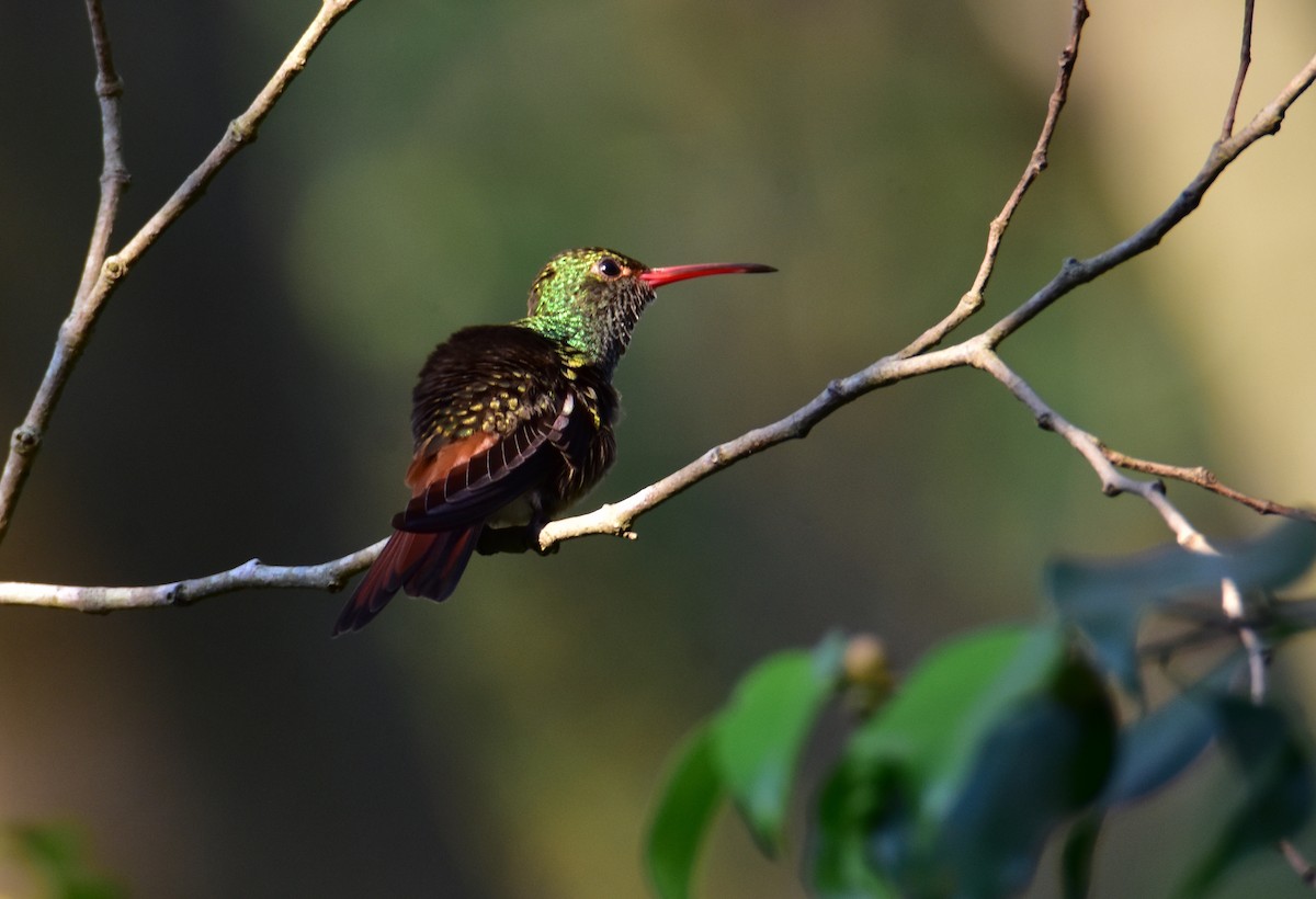 Rufous-tailed Hummingbird - ML619390422