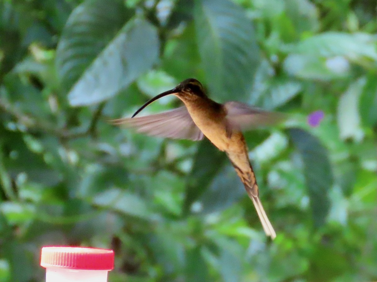 kolibřík dlouhozobý - ML619390433