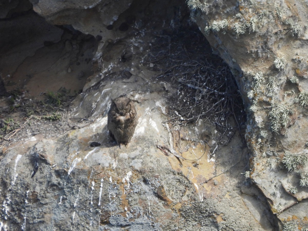 Great Horned Owl - ML619390439