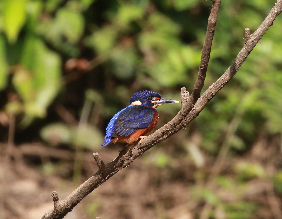 Blue-eared Kingfisher - ML619390459