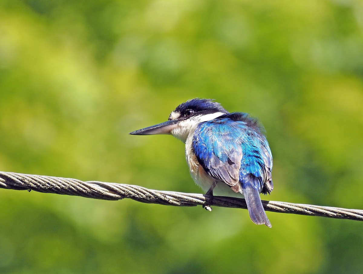 Forest Kingfisher - ML619390467