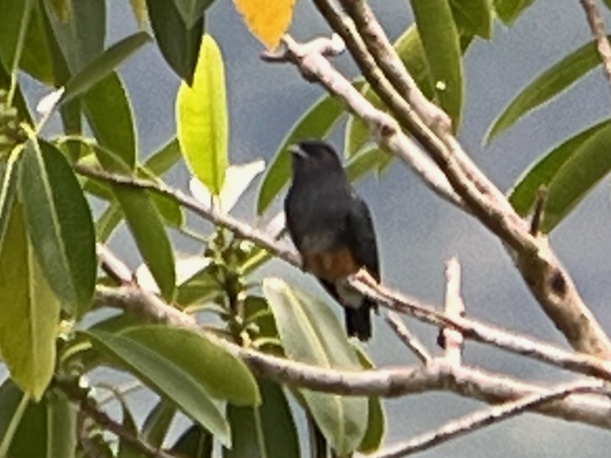 Swallow-winged Puffbird - ML619390481