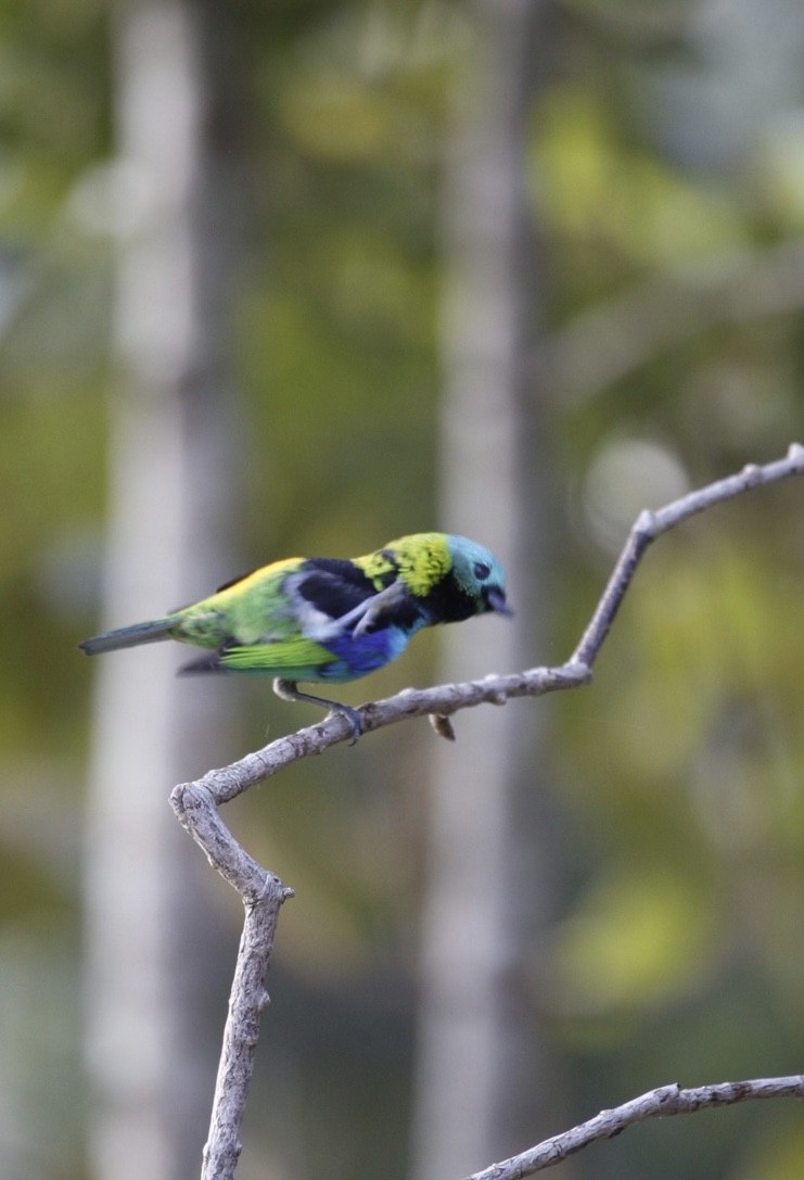 Green-headed Tanager - ML619390526