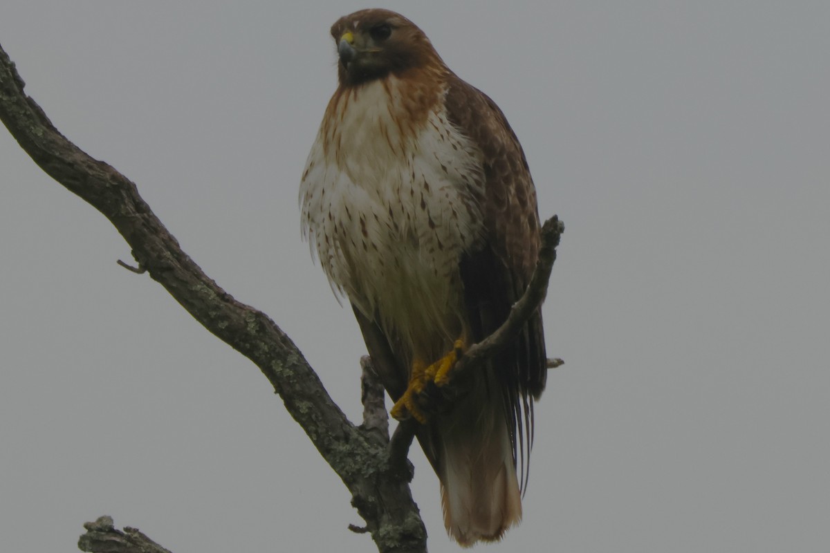 Red-tailed Hawk - ML619390545
