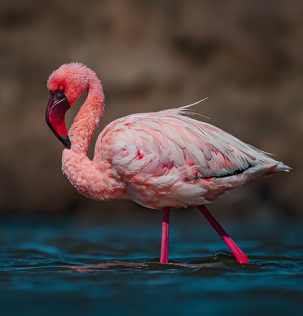 Lesser Flamingo - ML619390548