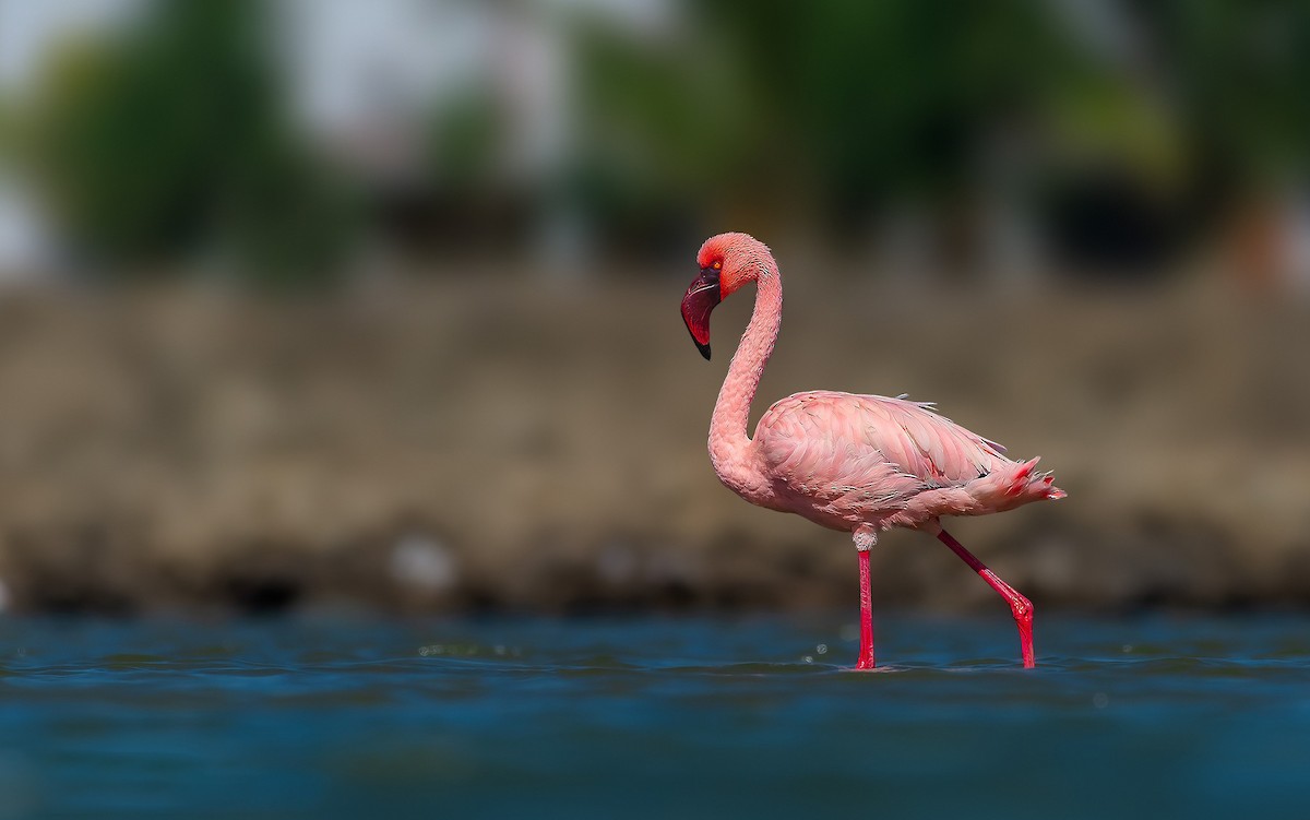 Lesser Flamingo - ML619390549