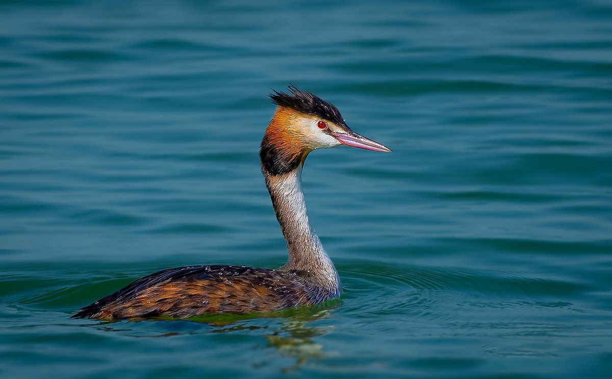 Great Crested Grebe - ML619390555