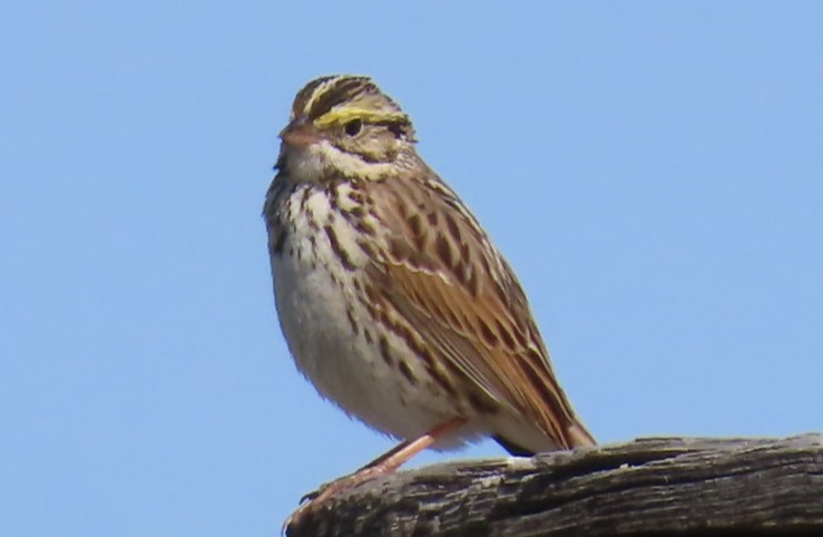 Savannah Sparrow - ML619390569