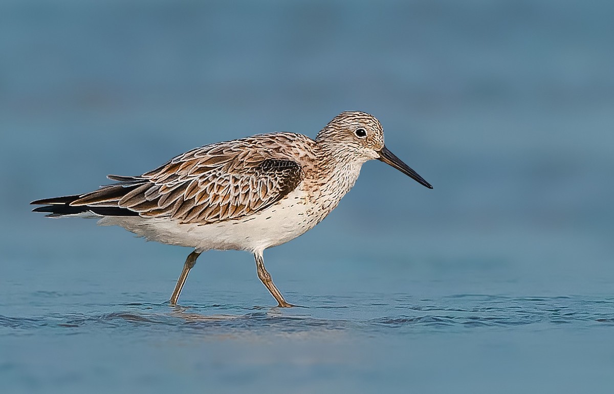 Great Knot - ML619390596