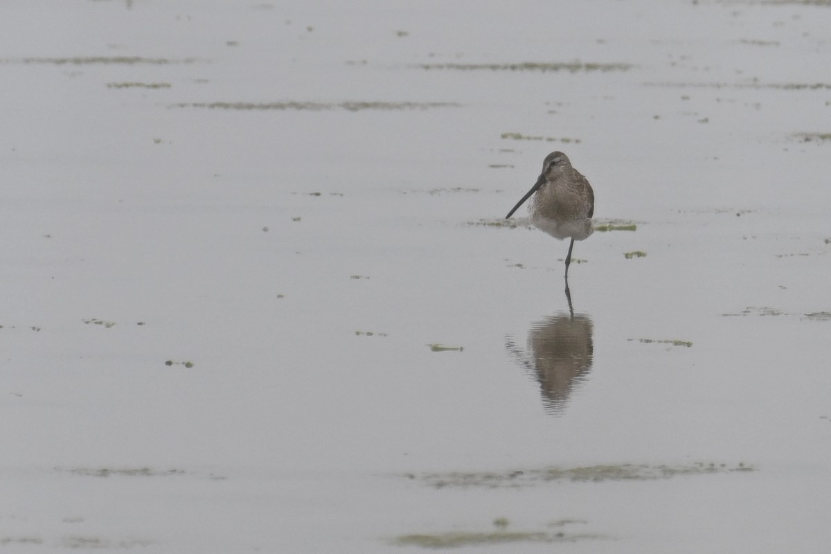 Asian Dowitcher - ML619390620